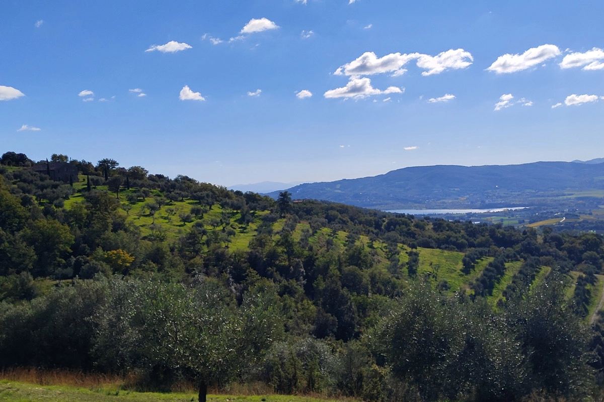 Uliveto azienda agricola palazzetto alto